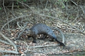Giant Otter06-01